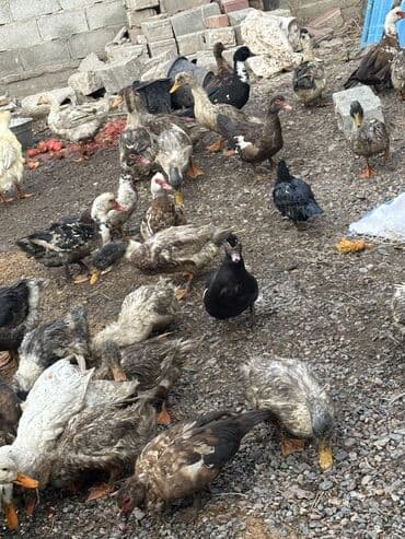 приют для собак: Утки 70 голов — 10