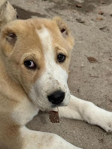 алабай итер: Алабай
Дата рождения: 21.12.2025 — 3