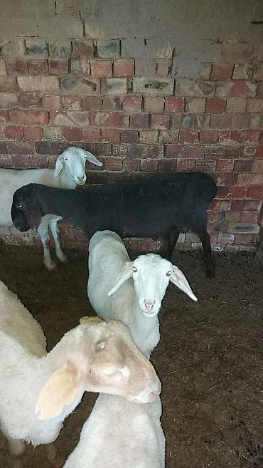 Башка жаныбарлар: Сатам | Кочкор (эркек) | Союуга | Бычылган — 6