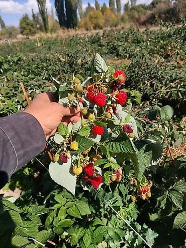 живой мох: Саженцы малины (корнесобственные) - Крупноплодная малина с — 5