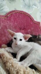 купить породистых котят: Ориентальная, 2 месяца, Мальчик, Белый, Приучена к лотку, Проглистована, С документами — 8