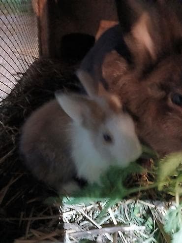 червя: Карликовые пушистые кролики (похоже на тип — 4