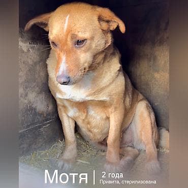 ит машке: Собака даром: Дворняжка, 2 года, Самка, С прививкой — 1