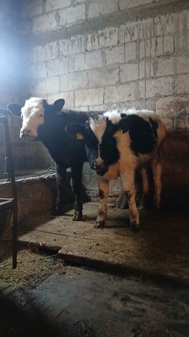 корм для форель: Продаю | Музоо, торпок | Полукровка | Для разведения — 1