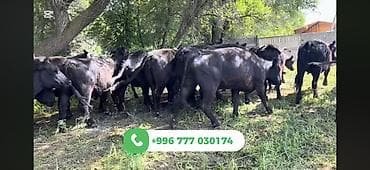 собака корги купить: Продаю | Корова (самка) | Абердин-ангус | На откорм | Стельные — 4