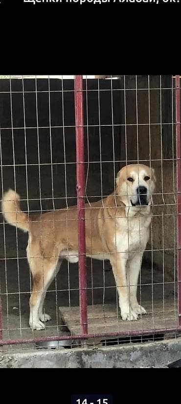 Продажа собак: Щенки крупной породы (тип овчарки/мастифа). Окрас: чёрный с белыми — 5