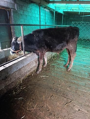 А/ч жаныбарларын сатам: Сатам | Музоо — 4