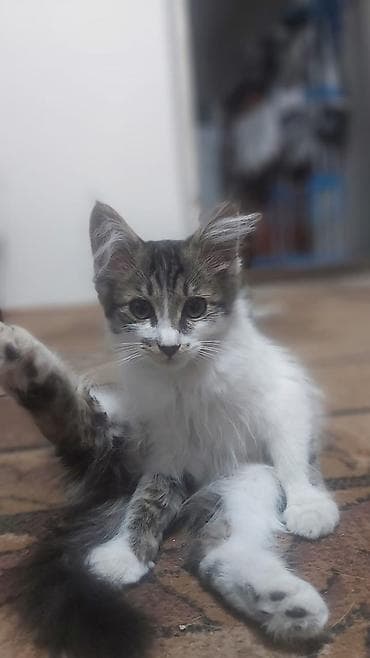 Цена договорная. Котёнок домашний, пушистый, с длинным хвостом и — 2