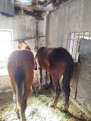 Животные: Продаю | Жеребец | Рабочий — 3