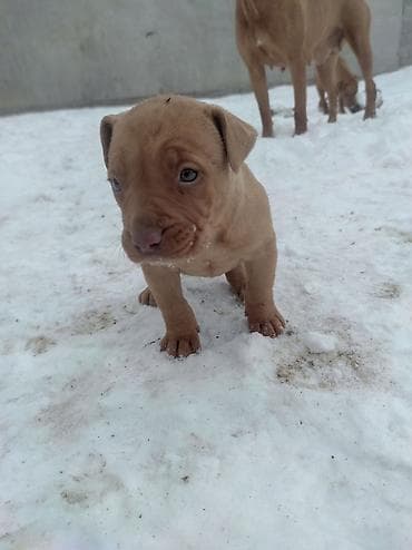 бычки 8 9 месяц: Питбуль, 1 месяц, Самка — 1