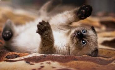 сиамский котенок: Сиам, 3 айлык, Эркек, Лотокко барууга үйрөтүлгөн — 1