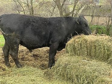 собака булдок: Продаю | Бык (самец), Музоо, торпок | Ангус | На откорм, Для разведения | Племенные — 1