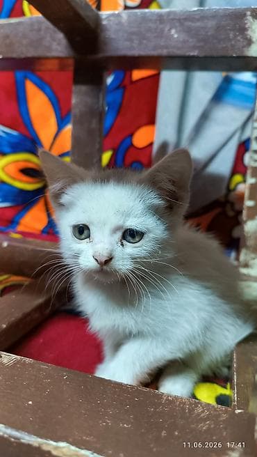 отдам кошек: Отдам котят в добрые руки им по 2 месяца кушают все! мама шотландка — 4