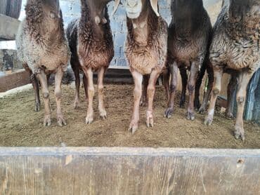 редкие экзотические животные: Продаю | Овца (самка) | Для разведения | Племенные — 2