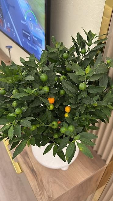 растения: Если два купите третий в подарок 🎁 Комнатный декоративный перец — 4