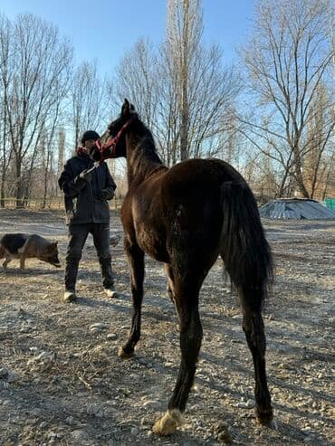 отдам в добрые руки собаку: Продаю | Жеребенок | Полукровка | Рабочий — 2