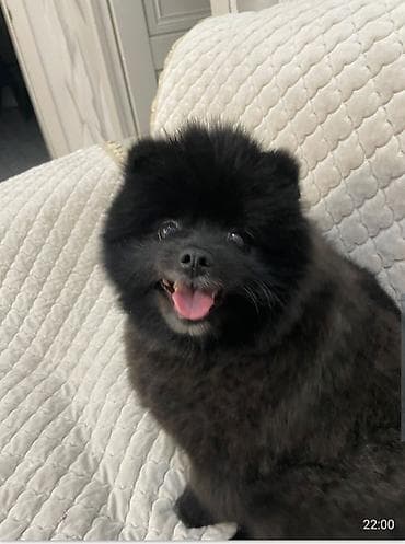 шпиц немецкий: Малый шпиц, окрас — чёрный. - Компактный формат, пушистая «лисья» — 2