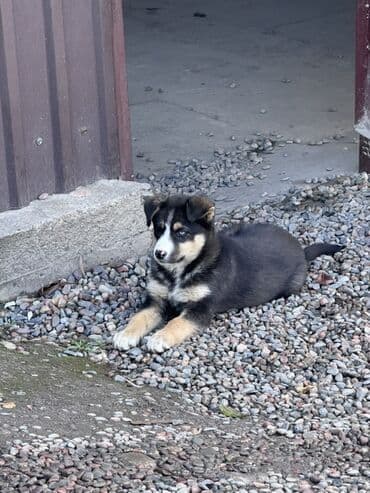 Щенок среднего размера с яркими голубыми глазами и трехцветным окрасом