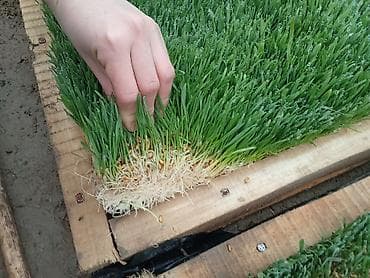 морская рыба: Рулонные коврики зелёного корма (гидропоника, пророщенное зерно) - — 5