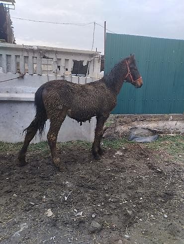 Башка жаныбарлар: Сатам | Тай | Аргын | Көбөйтүү үчүн | Асыл тукумдуу — 9