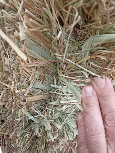 рыбы в кыргызстане: Подпокровный аралаш доставка есть 100шт — 2