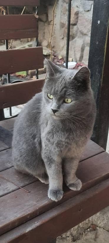 Кошка даром: Тайская, 1 год, Мальчик