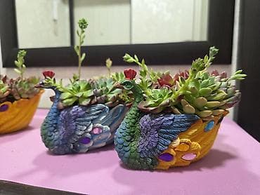 хлорофитум пестролистный: Комнатные растения в горшках: 1) Хлорофитум хохлатый (вариагатный) - — 10