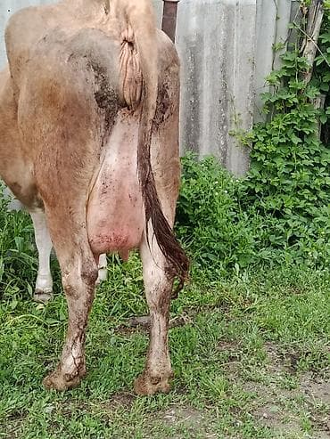 молоко варка: Продаю | Корова (самка) | Алатауская | Для молока | После отела — 6