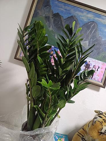 поль: Замиокулькас (долларовое дерево), крупный, разветвлённый куст. - — 2