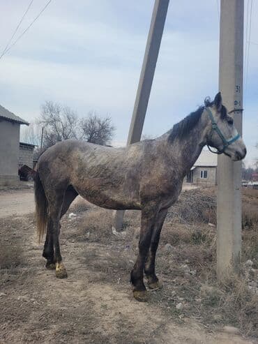 кролик декоративный: Продаю | Жеребец | Рабочий — 1