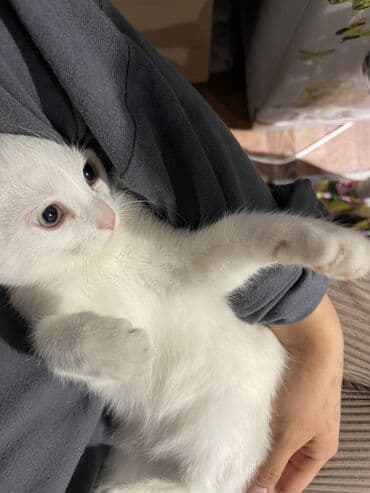 домашний кошка: 3 месяца, Мальчик, Белый, Приучена к лотку — 4