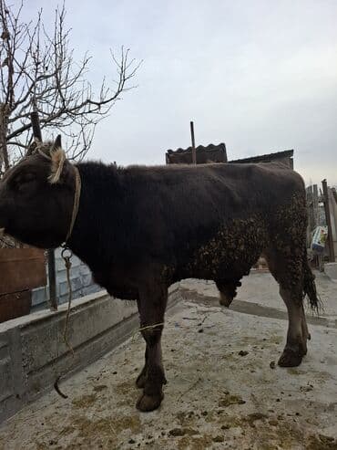 Продаю | Бык (самец), Тёлка | На забой at lalafo.kg Продаю | Бык (самец), Тёлка | На забой