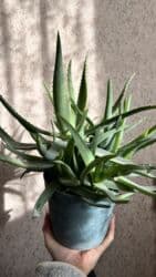 растения для аквариума: Алоэ вера . 7 лет в горшке более 10 штук 1500 сом Папоротник 500 сом — 3