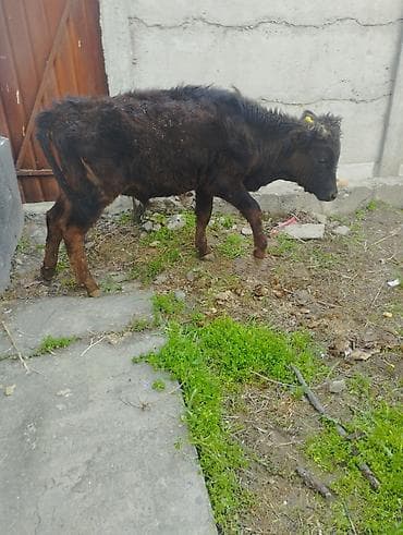 кой сойушка: Продаю | Бык (самец) | Алатауская | На откорм — 7