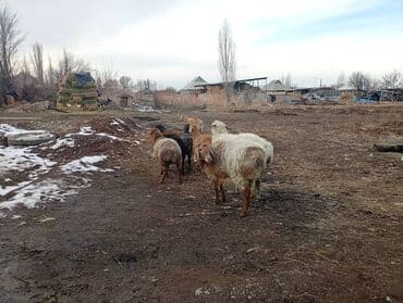 scottish fold: Продаю | Овца (самка) | Полукровка | Для разведения — 4