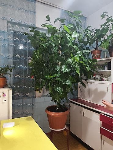 цветок глобус: Гибискус комнатный (китайская роза) в крупном горшке - Высокий — 4