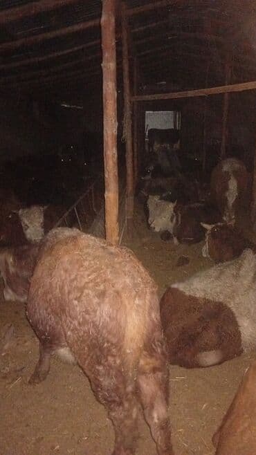 Айыл-чарба жаныбарлары: Сатам | Бука (эркек) | Герефорд | Бордоп семиртүү үчүн — 7