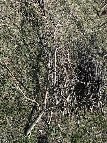 одежда для сто: Дрова — 2