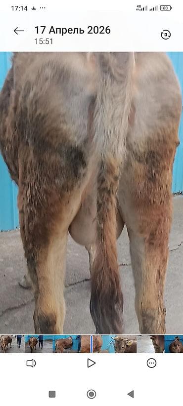 ящики для пчел: Продаю | Корова (самка) | Для молока | После отела — 7