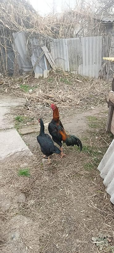 сом рыба: Дакановские.кореец.бойцовские.породистые.для.потомка.в.наличие.20-25.ш — 3