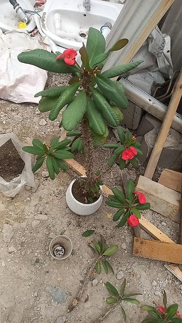 молочай гулу: Суккуленты: алоэ вера и молочай миля (Euphorbia milii) — черенки и — 4