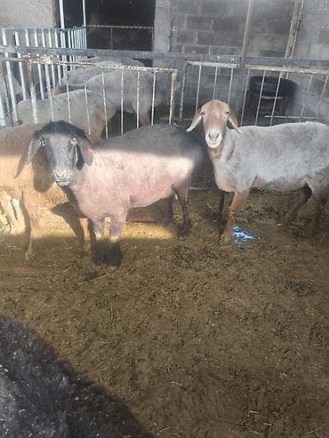 А\ч жаныбралары үчүн товарлар жана шаймандар: Сатам | Ургаачы кой (ургаачы) | Көбөйтүү үчүн | Ургаачы — 7