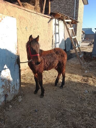породистые собаки в добрые руки: Продаю | Жеребенок | Для разведения | Племенные — 6