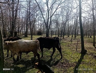 Уйлар, букалар: Сатам | Бука (эркек) | Бордоп семиртүү үчүн — 7