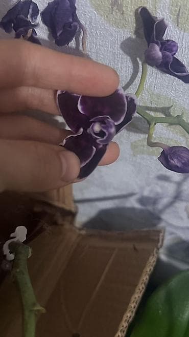 кой сойобуз: Орхидея Phalaenopsis (разные окраски, мини и стандарт) - Сортовая — 3