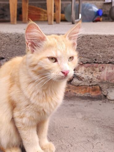 кошка бенгальская: Рыжие котенки с полосатым окрасом. У котейек светло-желтые глаза и — 4