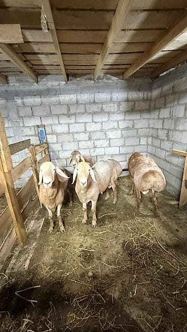 Животные: Продаю | Баран (самец) | На забой — 4