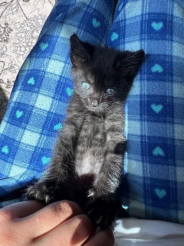 kitten: Очаровательный черный котёнок - Возраст: примерно 1–2 месяца - Окрас — 1