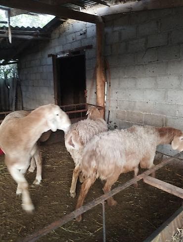 кой эдилбай: 3шт кой — 6