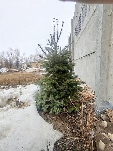 б у часы: Ёлки на продажу цена договорная шесть штук одна Ёлка 180 см все — 1